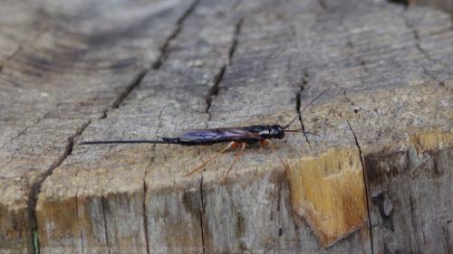 Xeris pallicoxae